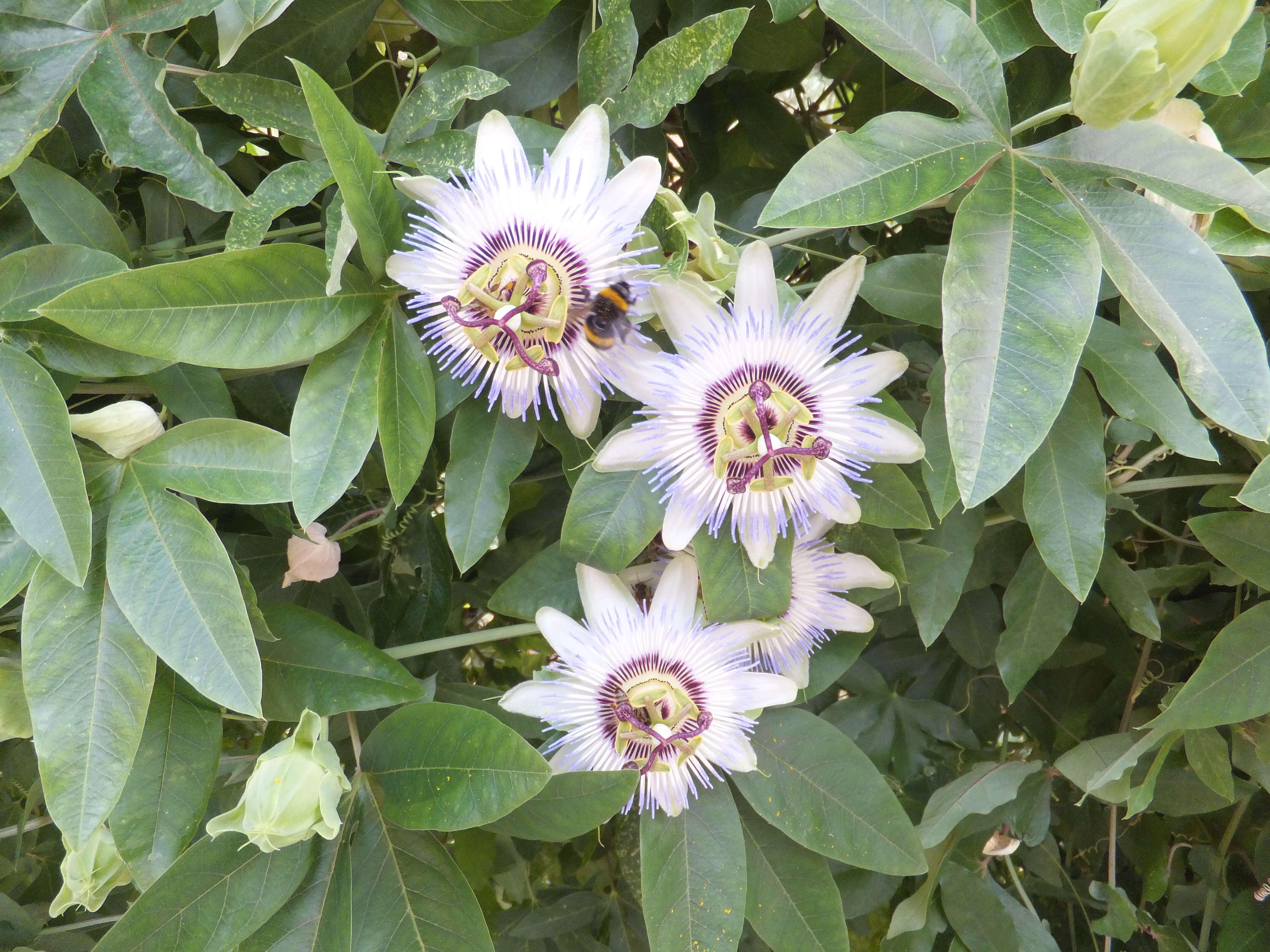 Image of Blue Passion Flower