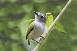 Image of Short-tailed Pygmy Tyrant