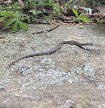 Image de Haldea valeriae elegans (Kennicott 1859)