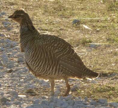 Image of Attwater's greater prairie-chicken