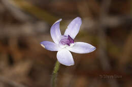 Image of Dainty blue china orchid