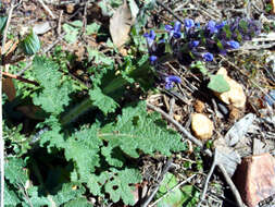 Image of verbena sage