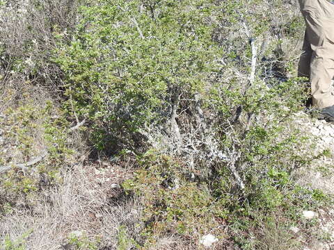 Image of blackbrush acacia