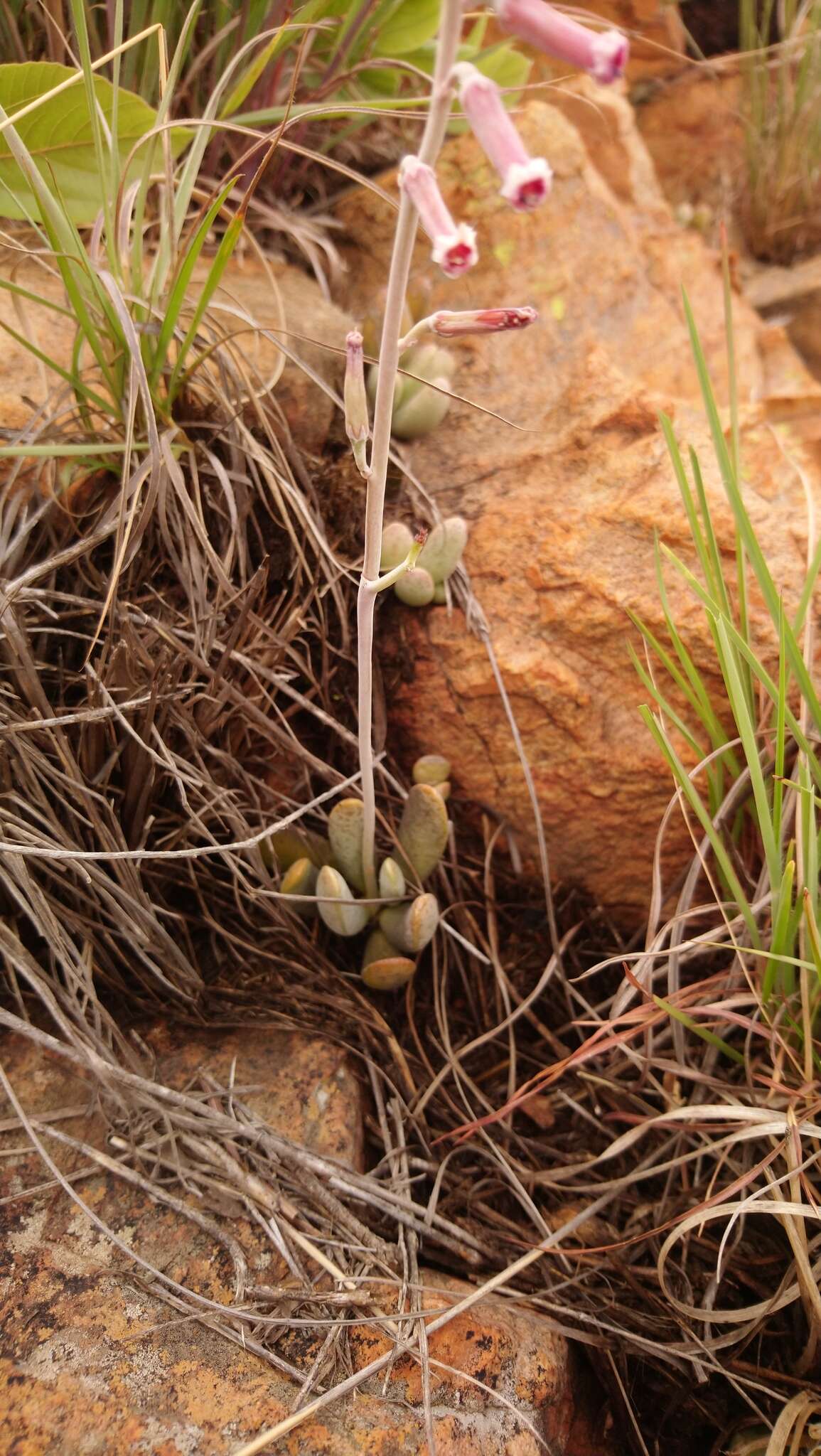 Image of Adromischus umbraticola subsp. umbraticola