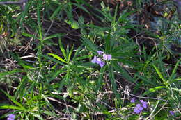 Image of Bowles perennial wallflower