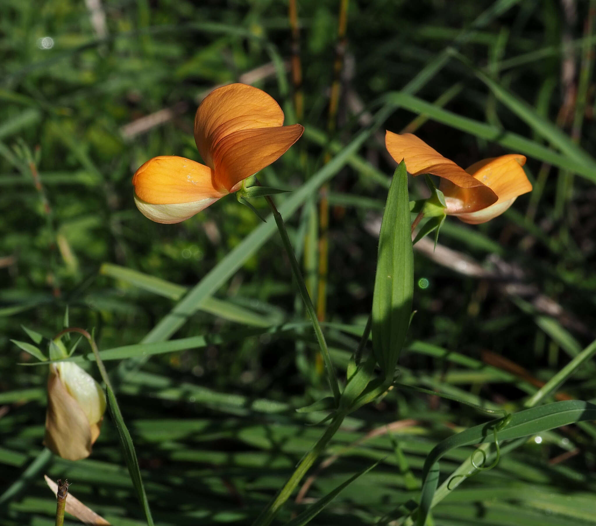 Image of Lathyrus gorgoni Parl.