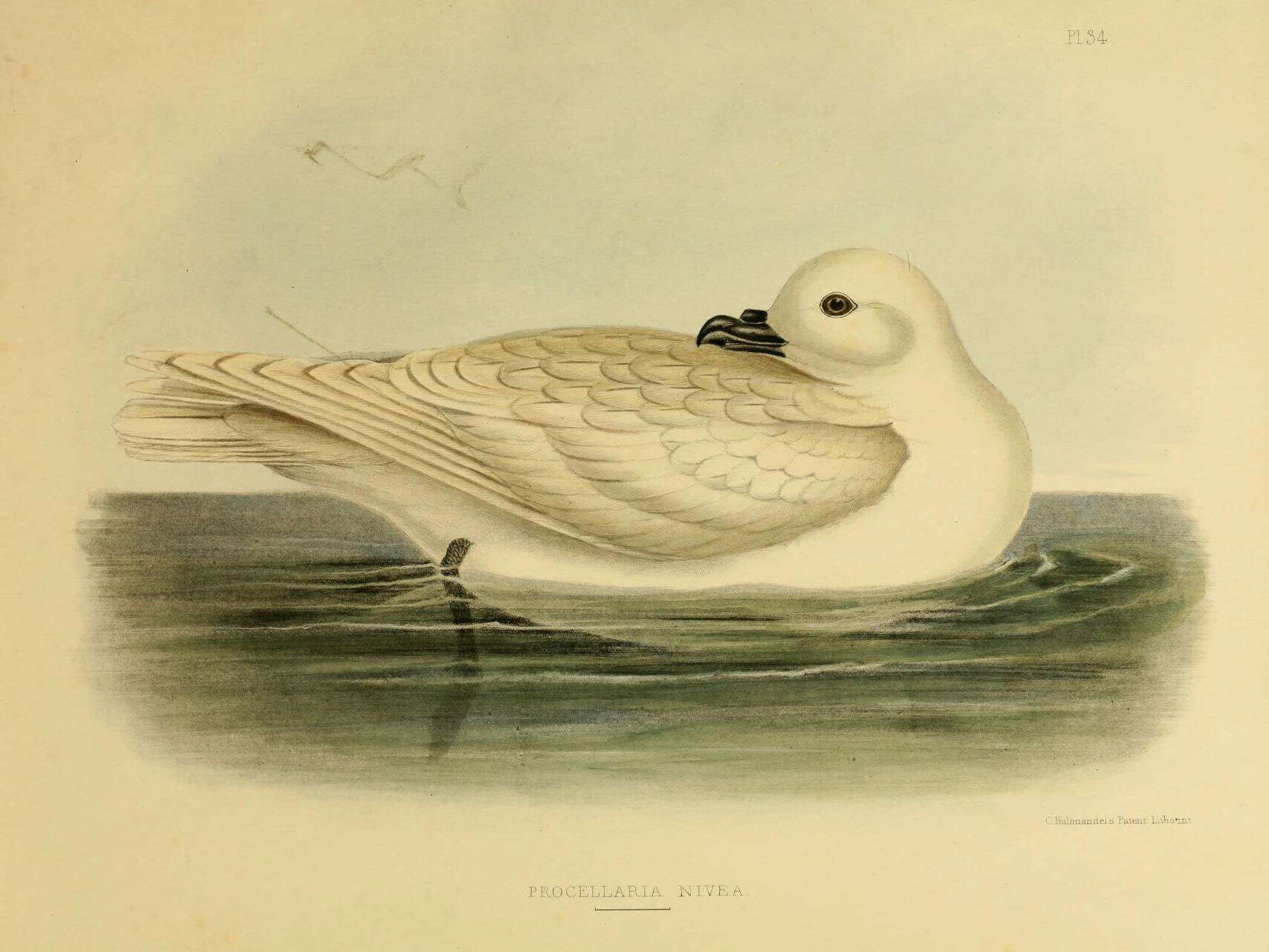 Image of Pagodroma Bonaparte 1856