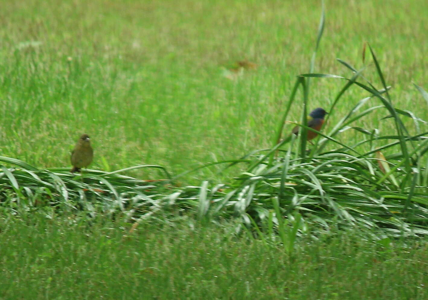 Image of Painted Bunting