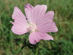 Image of european mallow