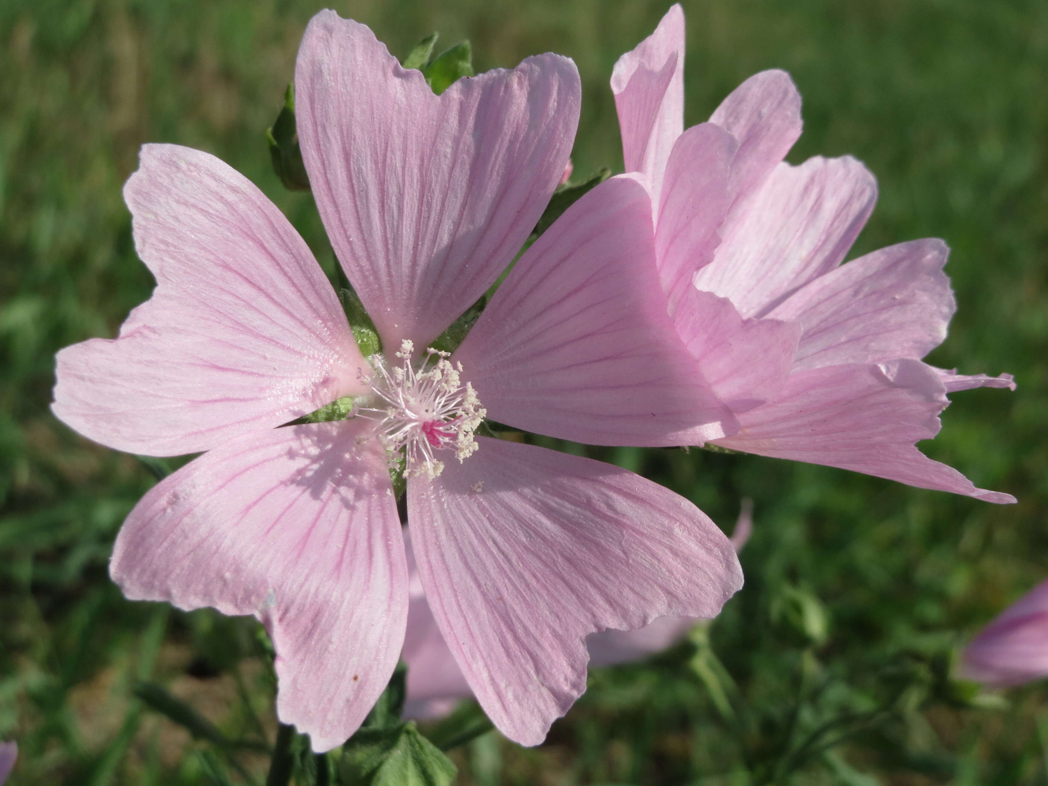 Image of european mallow