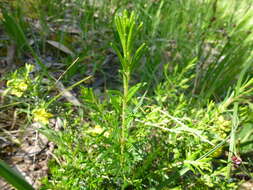 Hibbertia glebosa subsp. glebosa resmi