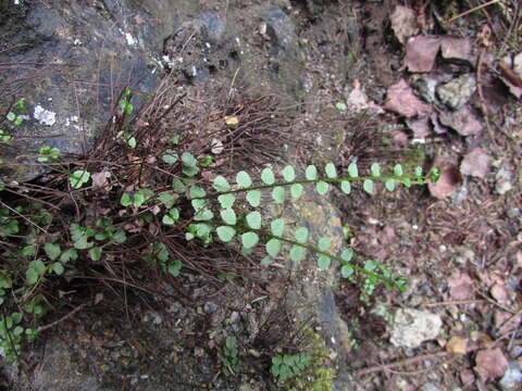 Plancia ëd Asplenium adulterinum Milde