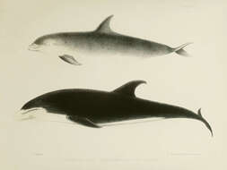 Image of White-beaked Dolphin