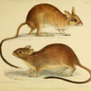 Image de Conilurus penicillatus (Gould 1842)