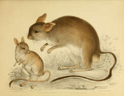 Image de Notomys mitchellii (Ogilby 1838)
