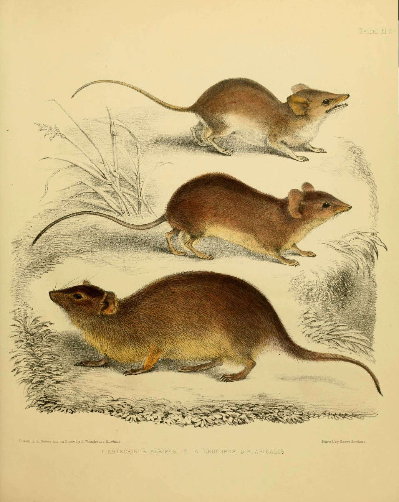 Image of White-footed Dunnart