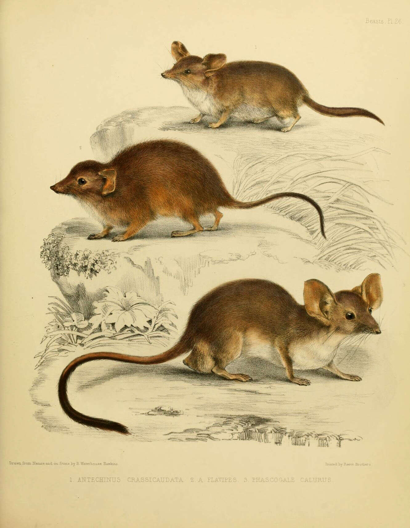 Image of Fat-tailed Dunnart