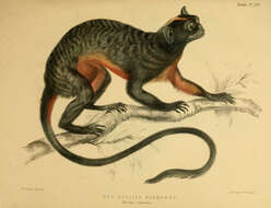 Image of Red-bellied Tamarin