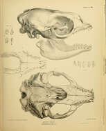 Ommatophoca Gray 1844 resmi