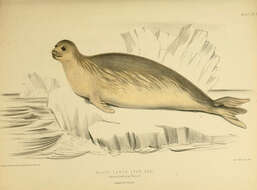 Image of Ross seal