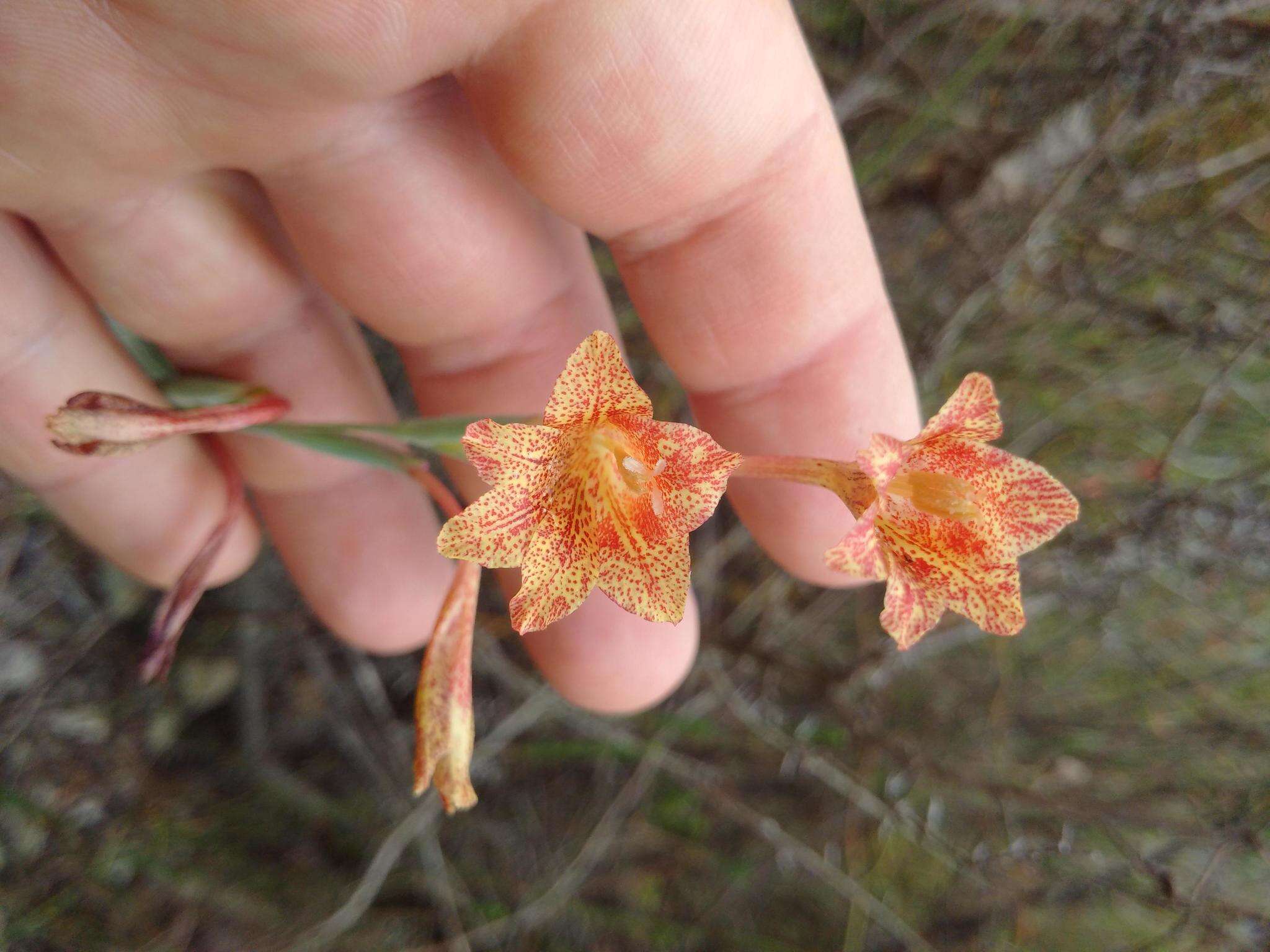 Слика од Gladiolus emiliae L. Bolus