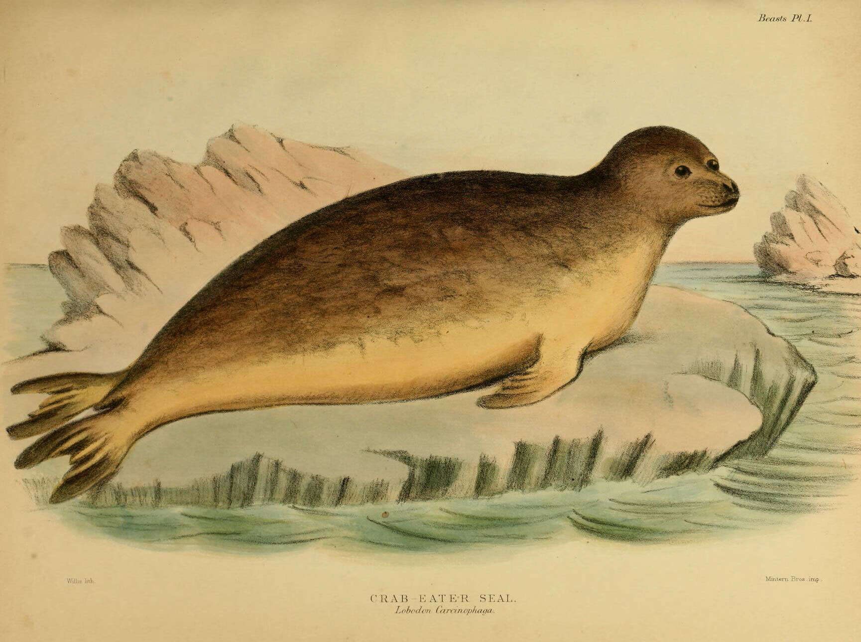 Image of Lobodon Gray 1844