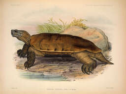 Image of Arakan Forest Turtle