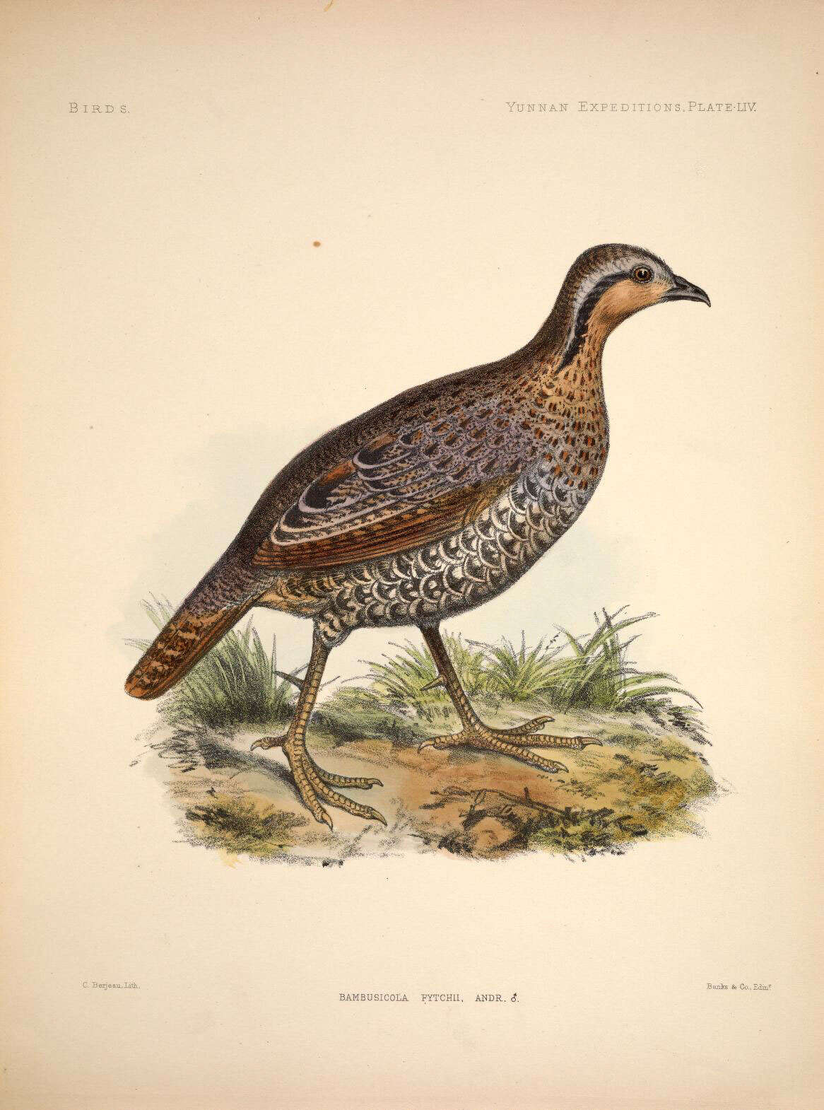 Imagem de Bambusicola fytchii Anderson 1871