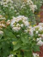 صورة Ageratina herbacea (A. Gray) R. King & H. Rob.