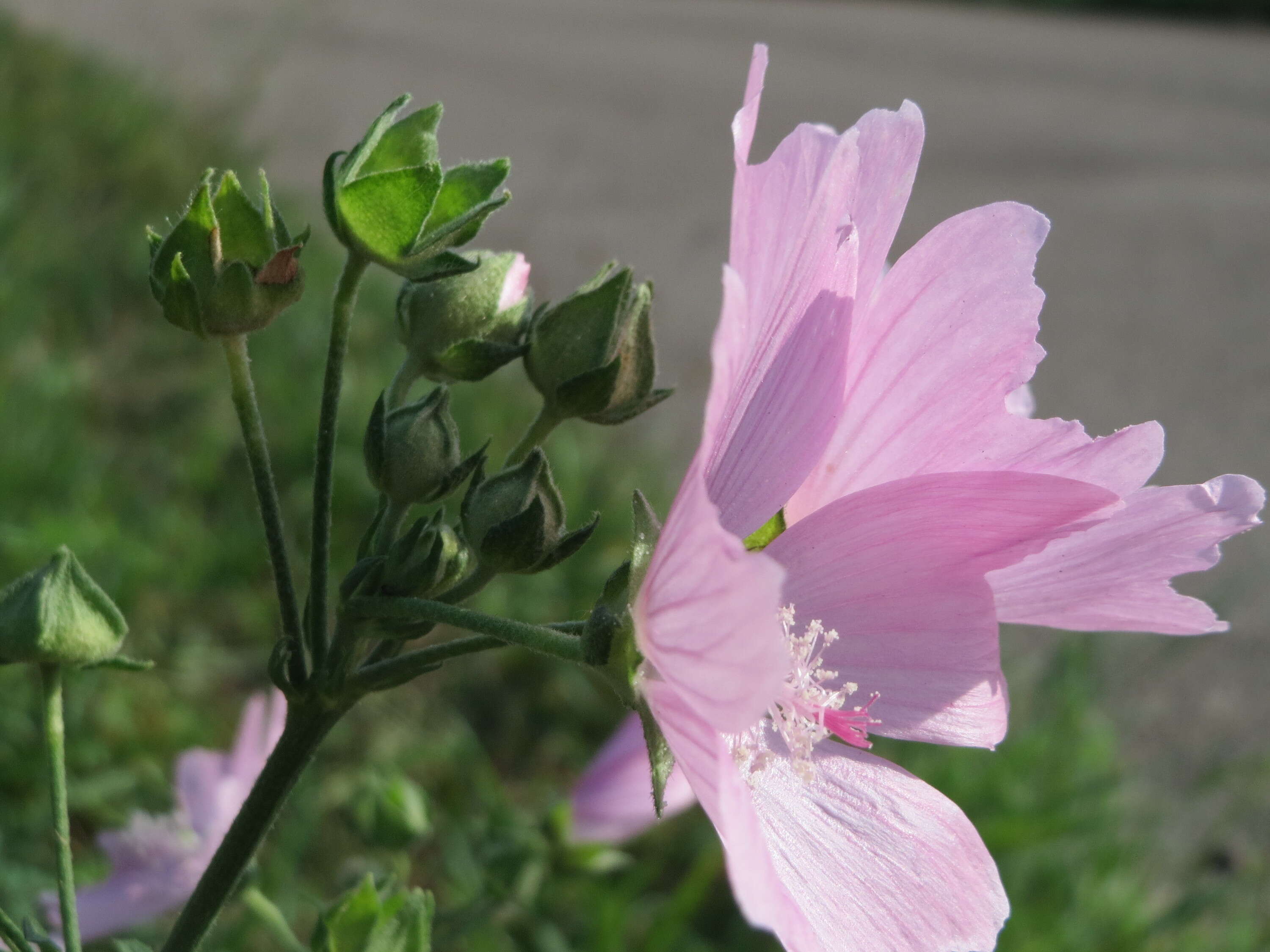 Image of european mallow