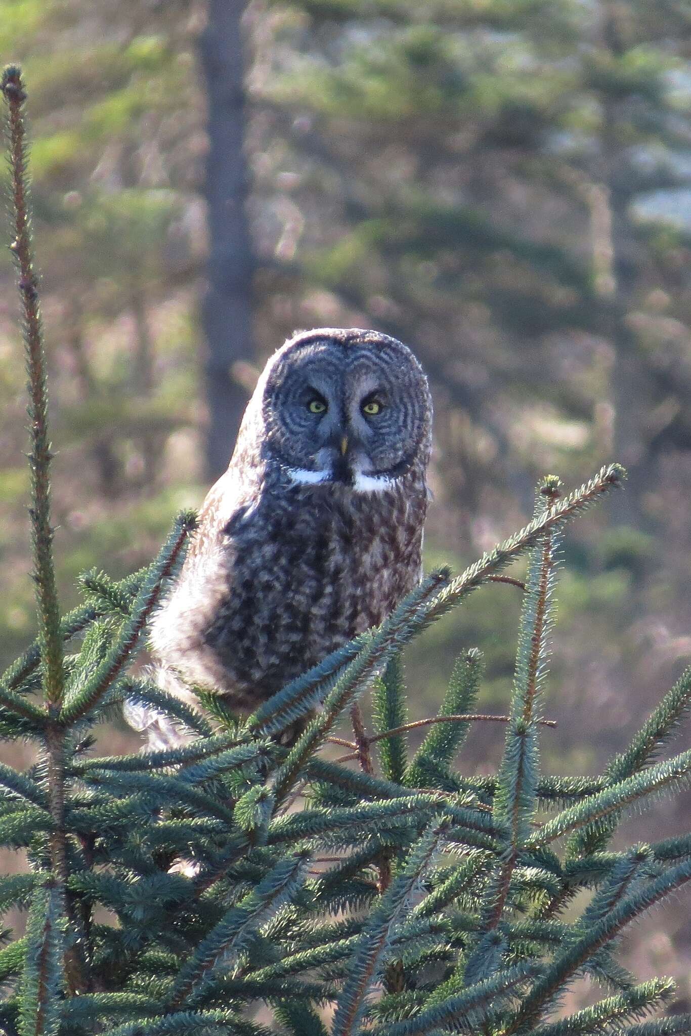 Image of Great Gray Owl