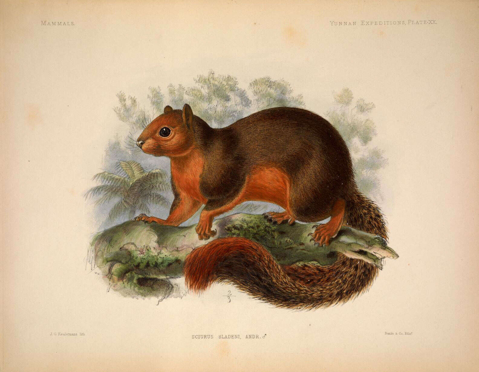 Image of Pallas's Squirrel