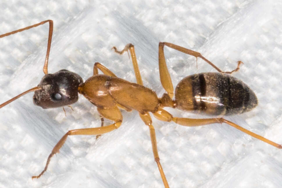 Image of Camponotus semitestaceus Snelling 1970