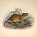 Image of Bower's White-toothed Rat