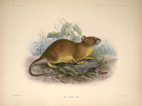 Image of White-toothed rat