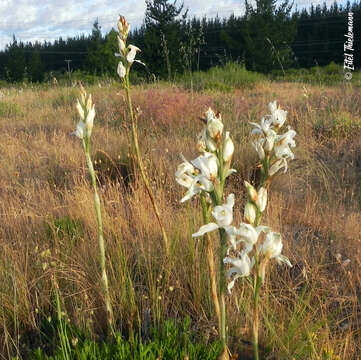 Image of Chloraea crispa Lindl.