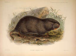 Image of Hoary Bamboo Rat