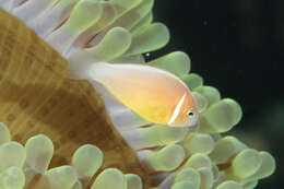 Image of Pink anemonefish