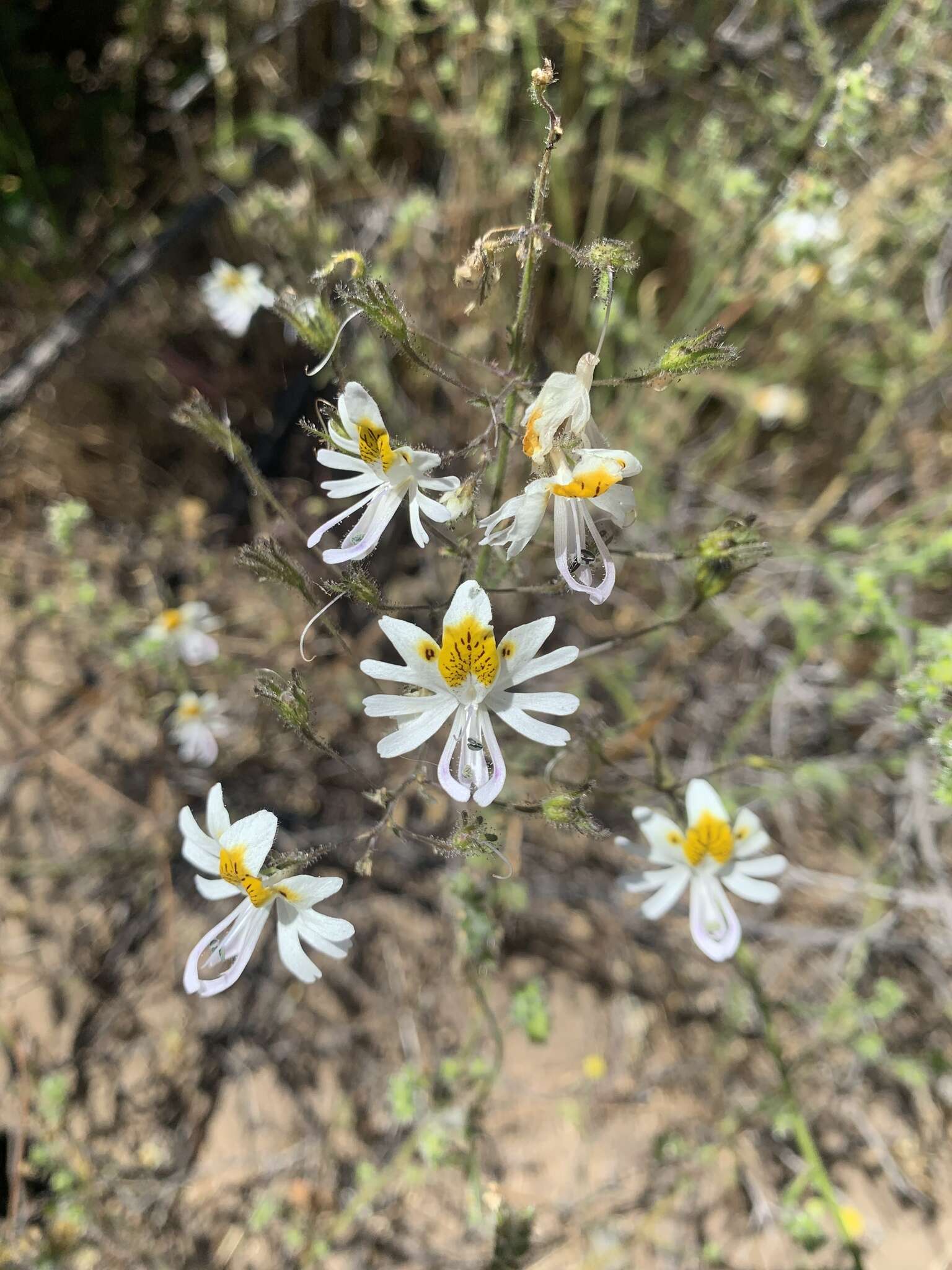 Imagem de Schizanthus pinnatus Ruiz & Pavón