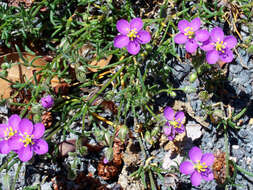 Plancia ëd Spergularia rubra (L.) J. Presl & C. Presl