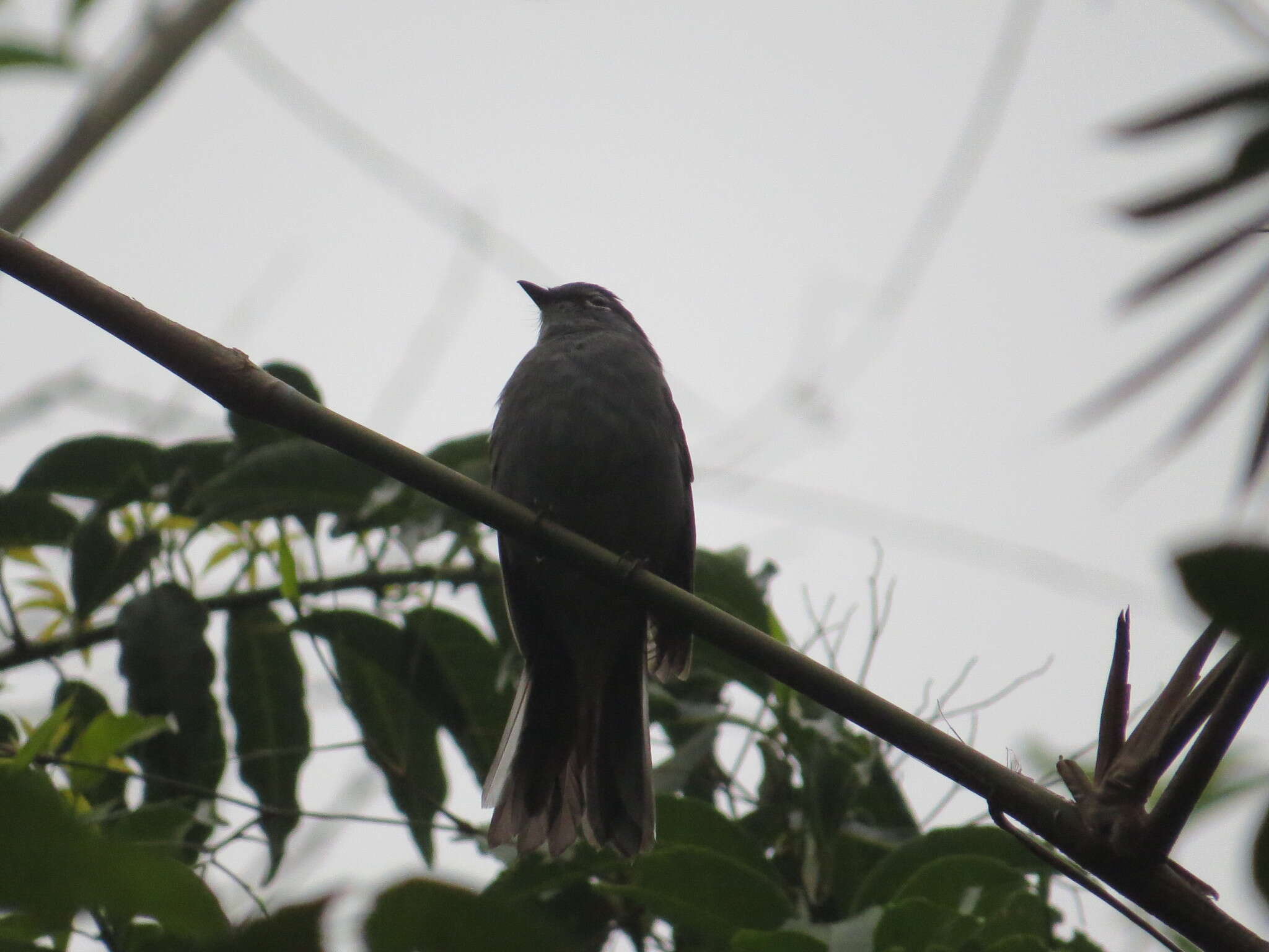 Image of Slate-colored Solitaire