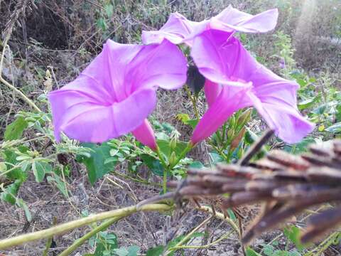 Image of Ipomoea splendor-sylvae House