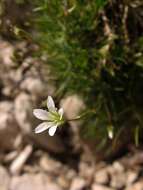 Imagem de Sabulina austriaca (Jacq.) Rchb.