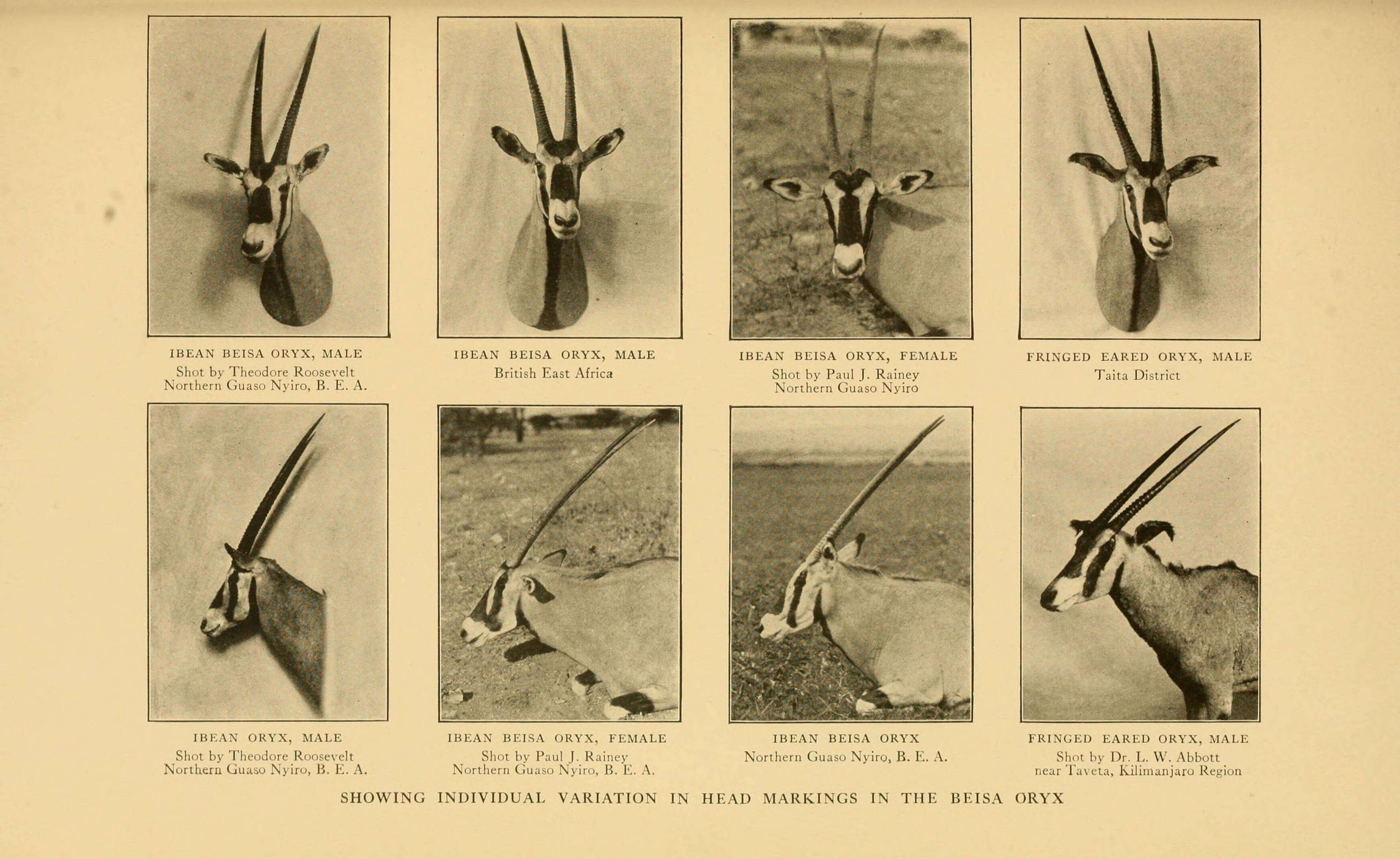 Image of Beisa Oryx