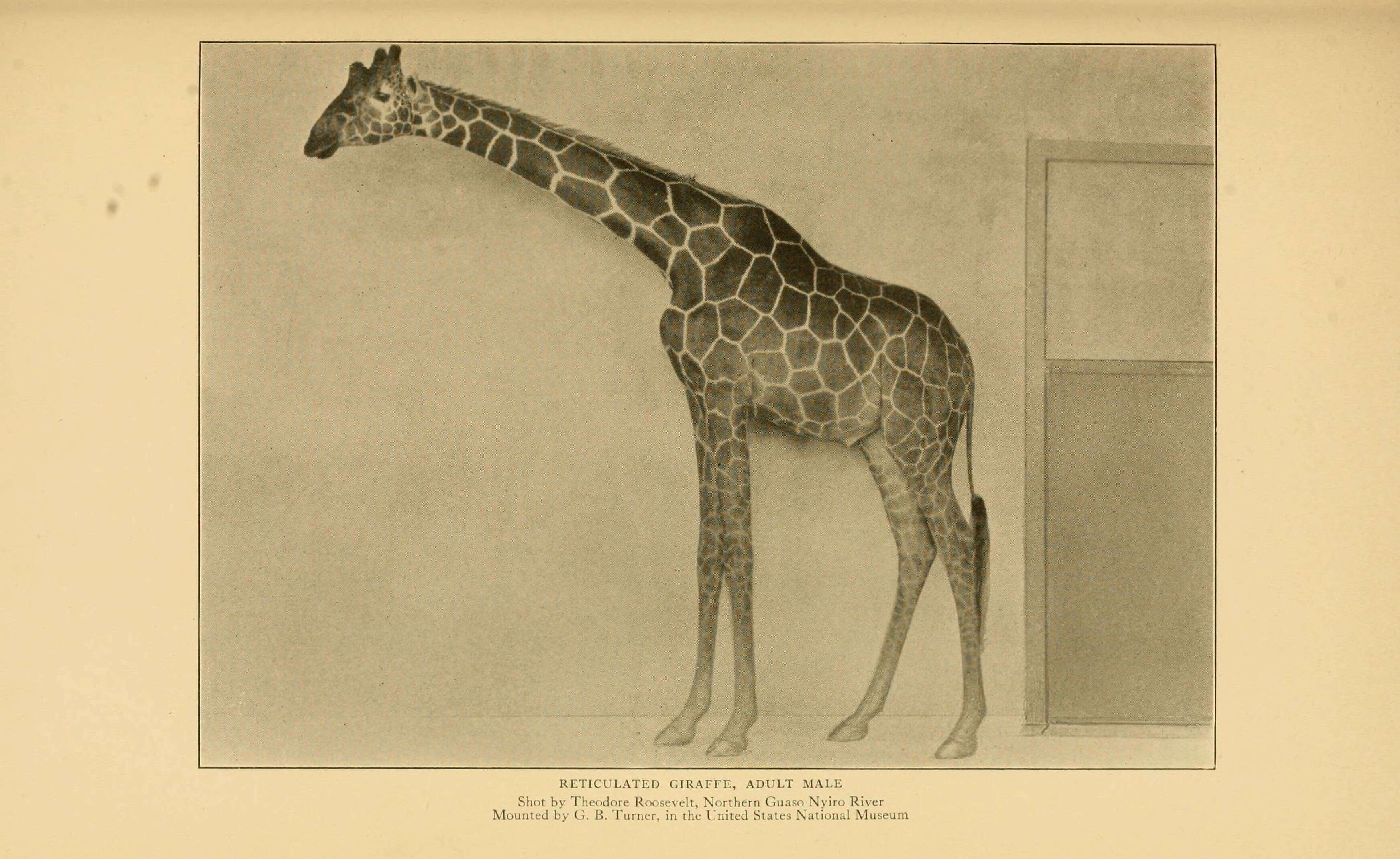 Plancia ëd Giraffa reticulata de Winton 1899