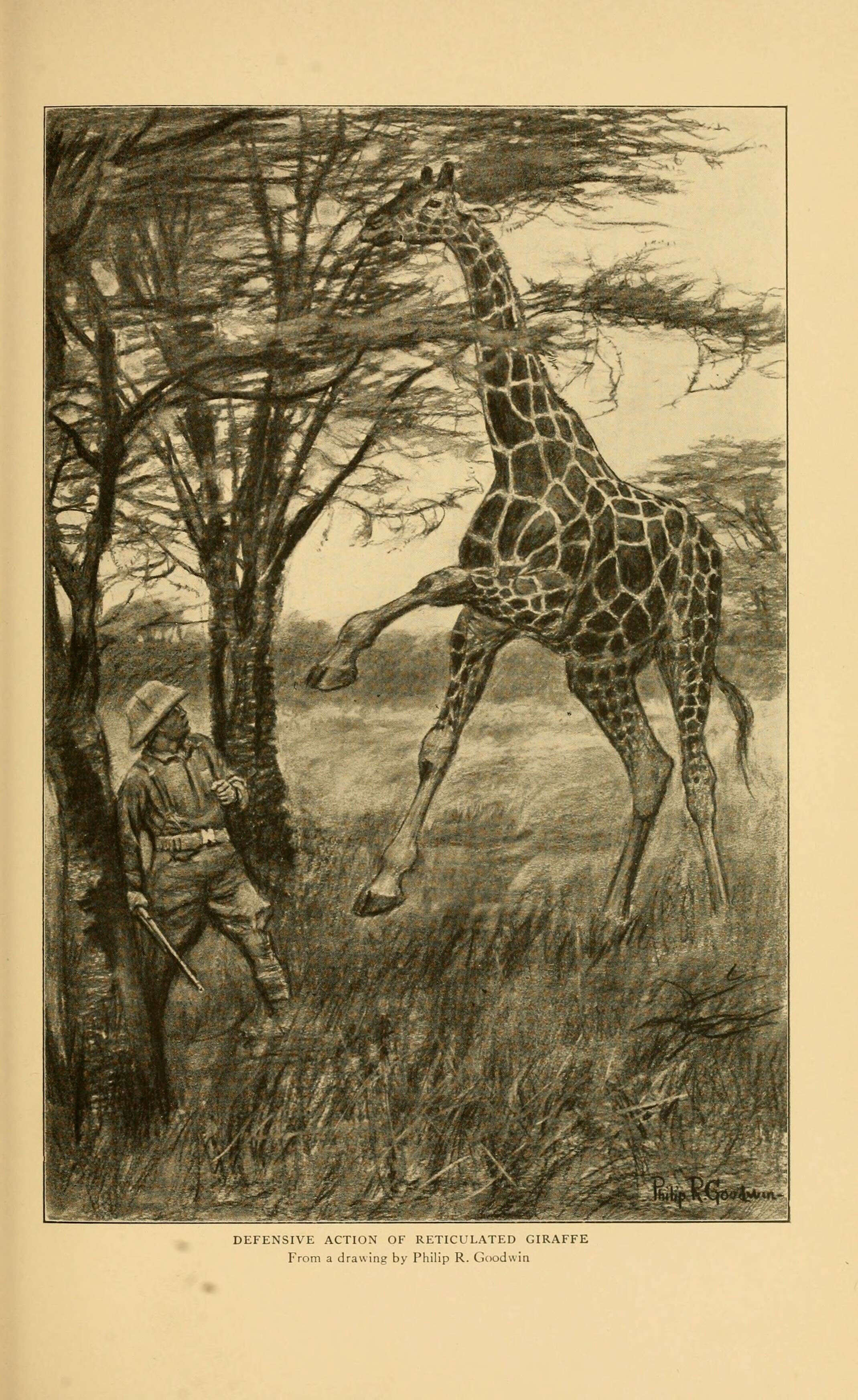 Plancia ëd Giraffa reticulata de Winton 1899