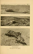 Plancia ëd Giraffa reticulata de Winton 1899