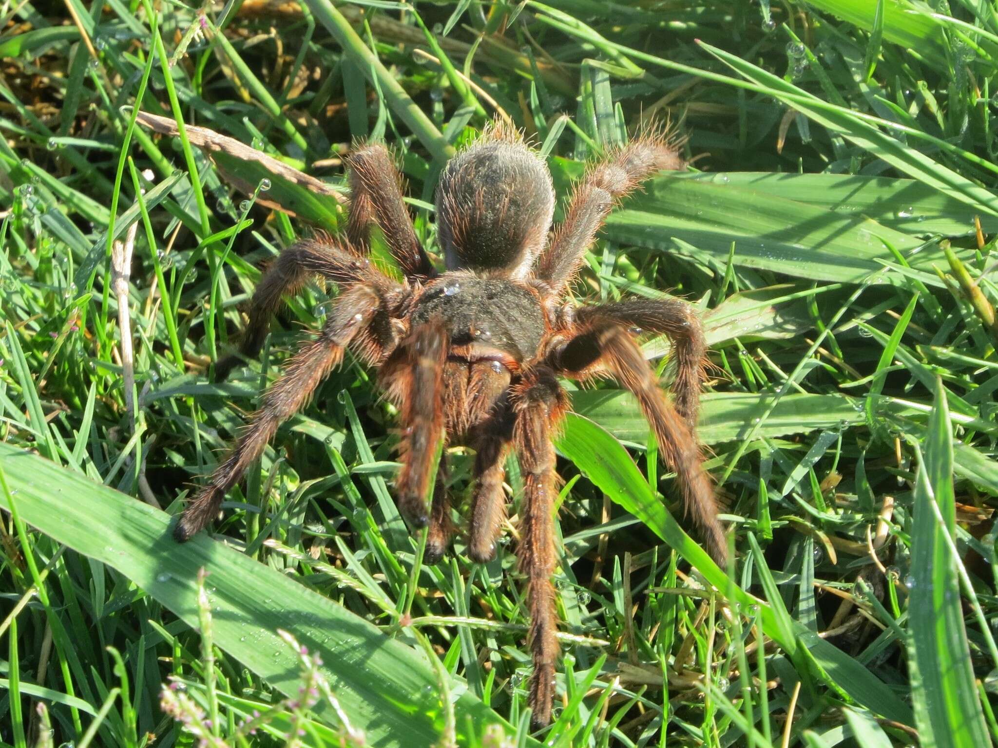 Image of Acanthoscurria cordubensis Thorell 1894