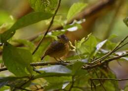 Image of Spot-crowned Antvireo