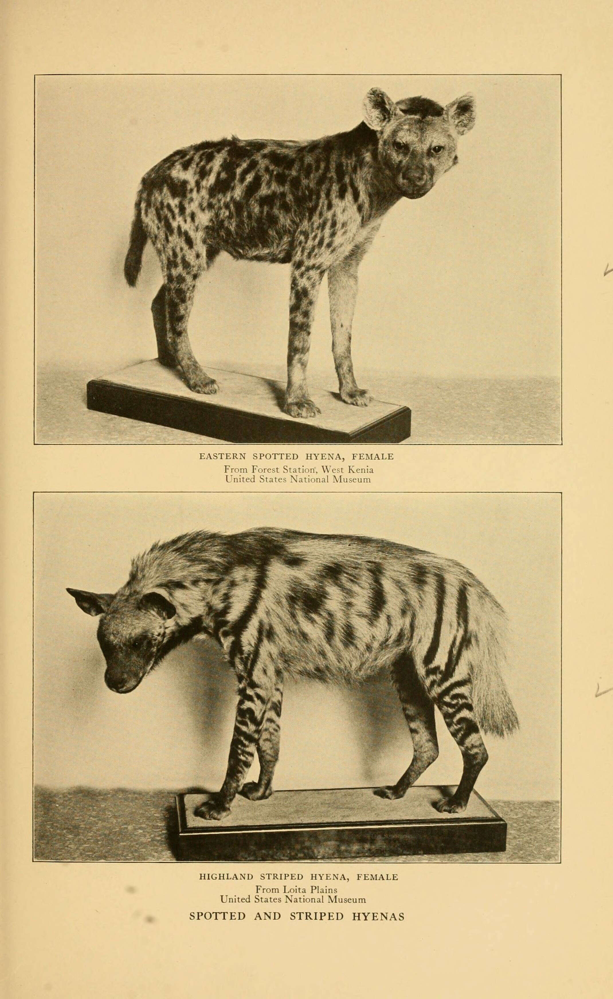 Image of Striped Hyena